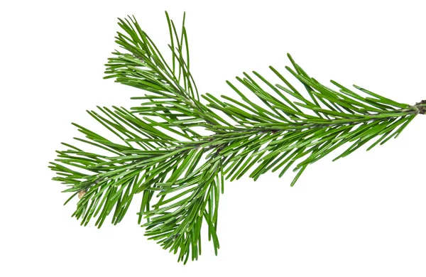 Coniferous Tree Twig Green Needles Isolated — Stock Photo, Image