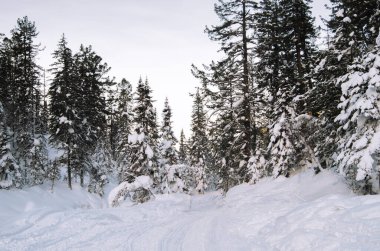 Mutlu Noeller ve fotokopi uzayı ile geçmiş yılların kutlu olsun. Karla kaplı ağaçlarla kaplı güzel kış manzarası.