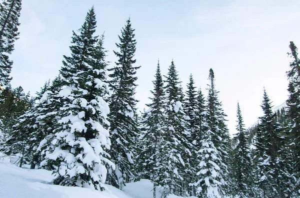 Winter Verschneiten Wald — Stockfoto
