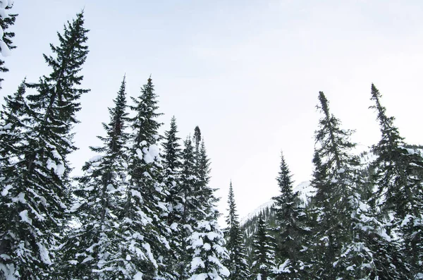 Hiver Dans Une Forêt Enneigée — Photo