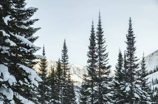Zima Śnieżnym Lesie — Zdjęcie stockowe