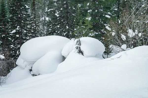 Hiver Dans Une Forêt Enneigée — Photo