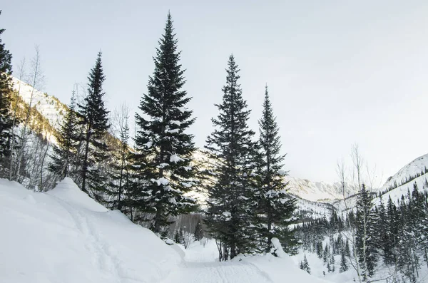 雪の森の冬 — ストック写真