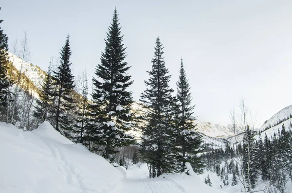 Winter Een Besneeuwd Bos — Stockfoto