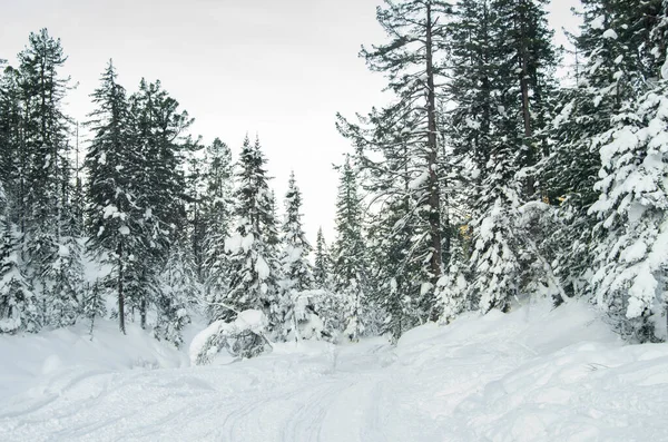 メリークリスマスとコピースペースで新年の挨拶の背景 雪に覆われた木々と美しい冬の風景 — ストック写真