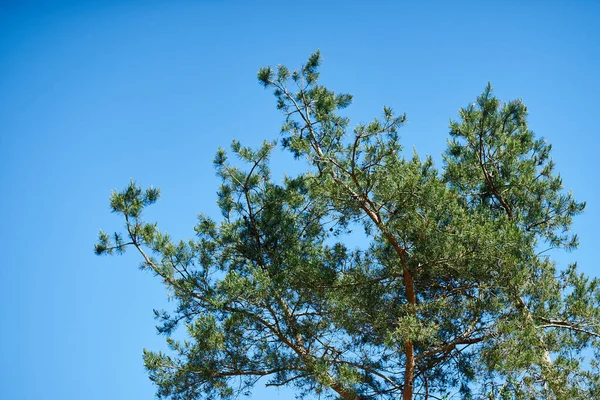 Zengin mavi gökyüzüne karşı yeşil ağaç