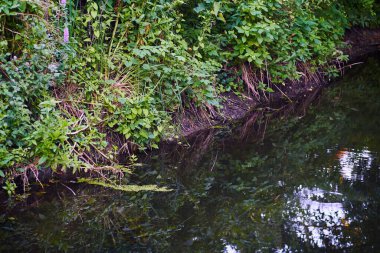 Güzel yeşil ağaçların arka planında kırsal nehir