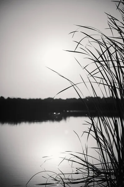 Gün batımında gökyüzü ve ön planda sazlıklar olan kırsal bir nehrin siyah ve beyaz dikey fotoğrafı                               