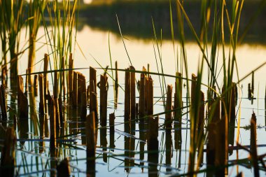 Gün batımında Kızıl Nehir 'de büyüyen sazlıklara yakın çekim
