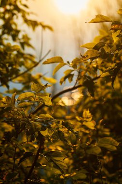 Gün batımında ağaç yapraklarının dikey fotoğrafı ve arka plandaki nehir.