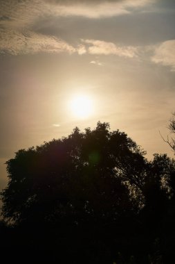 Gün batımında gökyüzüne karşı ağaç tepelerinin dikey fotoğrafı
