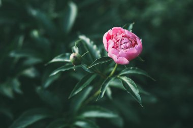 Bahar zamanı yeşil yaprakların arasında dışkı çiçeği