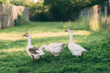 Yeşil çayırdaki yerli kazlar. Yaz yeşili kırsal tarım arazisi. Çimenlerdeki kazlar, evcil kuşlar, kaz sürüsü, panoramik manzara