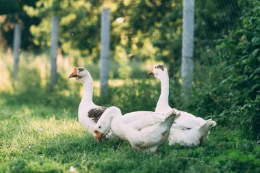 Yeşil çayırdaki yerli kazlar. Yaz yeşili kırsal tarım arazisi. Çimenlerdeki kazlar, evcil kuşlar, kaz sürüsü, panoramik manzara
