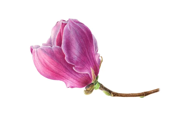 Acuarela dibujada a mano Primavera Magnolia flor. Se puede utilizar como una tarjeta de felicitación para el fondo, cumpleaños, día de la madre — Foto de Stock