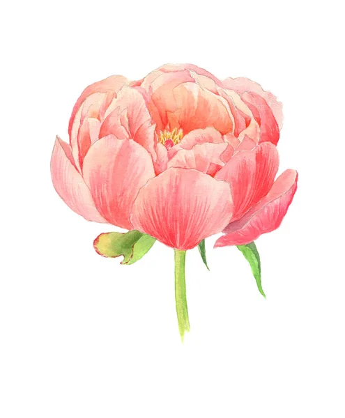 Рука намальована аквареллю літня велика квітка півонії. Може використовуватися як листівка для фону, дня народження, дня матері — стокове фото