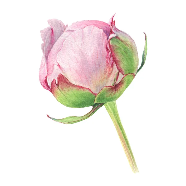 Aquarelle dessinée à la main Pivoine petit bourgeon. Peut être utilisé comme carte de voeux pour l'arrière-plan, anniversaire, fête des mères — Photo