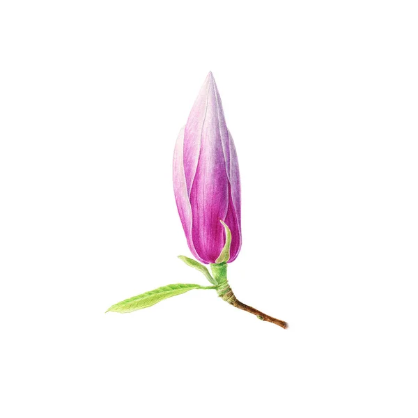 Acuarela dibujada a mano Primavera Magnolia flor. Se puede utilizar como una tarjeta de felicitación para el fondo, cumpleaños, día de la madre — Foto de Stock