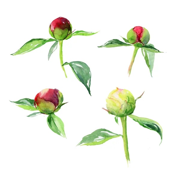 Set von handgezeichneten Aquarell Sommer rote Pfingstrose Blumen. Kann als Grußkarte für Hintergrund verwendet werden, — Stockfoto