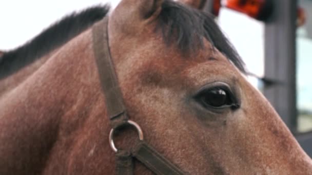 馬ストック動画 ロイヤリティフリー馬動画 Depositphotos