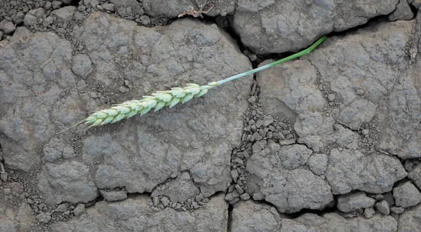 The problem of the lost grain harvest. Dry earth, cracked from the heat, on which an ear of wheat lies. Lost rye on dry soil. selective focus, shallow depth of field