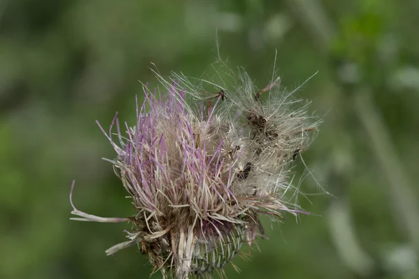 Seeds in the Wind — Stock Photo, Image