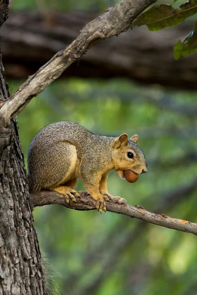 Ardilla con tuerca — Foto de Stock