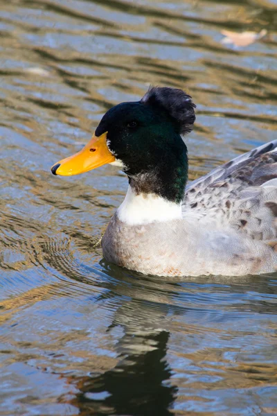 Schwimmende Ente — Stockfoto