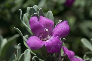 Bitterweed Blossum Bee