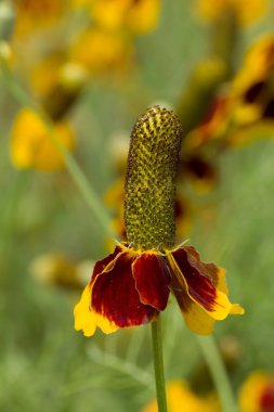 Bitterweed Blossum Bee