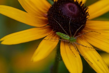 Siyah gözlü Susan çiçeğinin üzerindeki öküz örümceği. Yüksek kalite fotoğraf