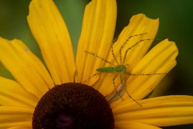 Siyah gözlü Susan çiçeğinin üzerindeki öküz örümceği. Yüksek kalite fotoğraf