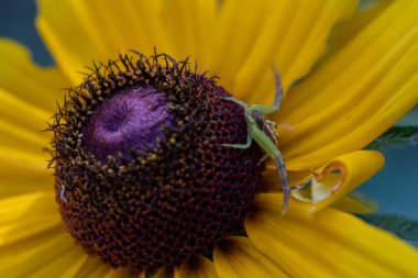 Siyah gözlü Susan çiçeğinin üzerindeki yengeç örümceği. Yüksek kalite fotoğraf