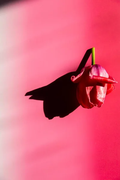 Pink Spring Tulip Fundo Gradiente Rosa Quente — Fotografia de Stock