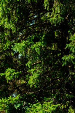 Yazın yeşil Pinetree 'nin çerçevesi için kapat. 