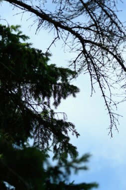 Çam ağaçlarının karamsar portresinin arkasındaki bulutlu mavi gökyüzü