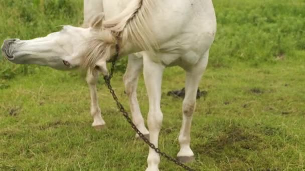 Portret białego konia pasącego się na łące z zieloną trawą w górach — Wideo stockowe