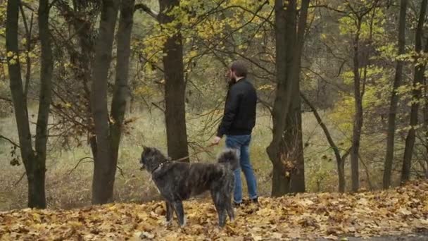 Brutale brunette die een hond uitlaat in het herfstpark. Zelfisolatie in de natuur tijdens een epidemie — Stockvideo