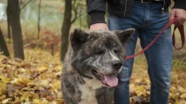 Sonbahar parkında köpeği gezdiren beyaz bir adam. Köpeği sev ve ona bak.