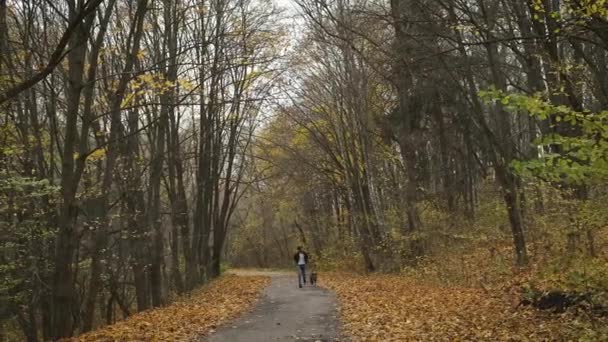 Blanke man die een hond uitlaat in een herfstpark dat met hem door het bos loopt en lichaamsbeweging ondersteunt — Stockvideo