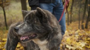Sonbahar parkında köpeği gezdiren beyaz bir adam. Köpeği sev ve ona bak.