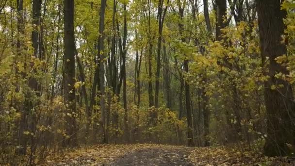 黄金の秋の森。美しい自然道路や木々 — ストック動画