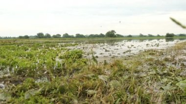 Tarlada su baskını ve tarım ürünlerinin kaybı. Küresel ısınma ve ormansızlaşma