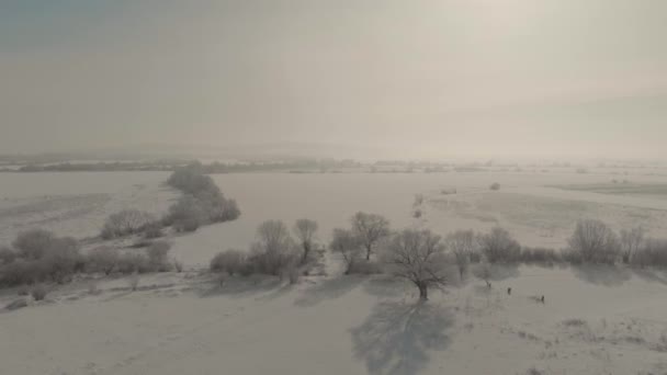 Vol de drone au-dessus de la belle nature. Arbres couverts de neige par une journée givrée. Un conte de fées d'hiver — Video