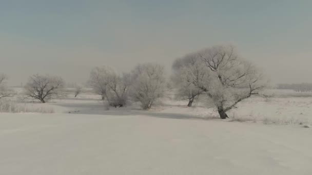 Pesawat Drone terbang di atas alam yang indah. Pohon diselimuti salju di hari yang dingin. Sebuah dongeng musim dingin — Stok Video