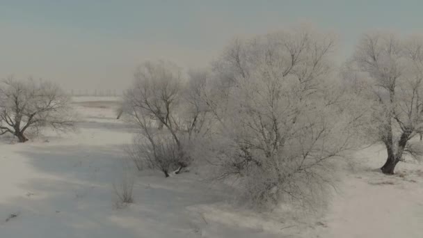 Vuelo en avión no tripulado sobre hermosa naturaleza. Árboles cubiertos de nieve en un día helado. Un cuento de hadas de invierno — Vídeos de Stock