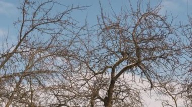 İlk tomurcuklarla dal. Bahar ve ısınma