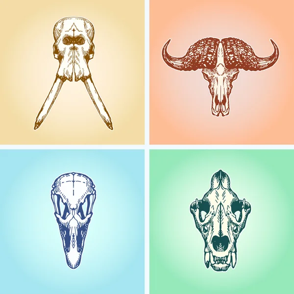 Animal Scull Set elefante búfalo avestruz león Gráficos vectoriales