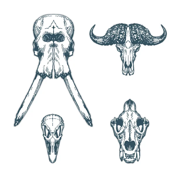 Animal Scull Set elefante búfalo avestruz león — Vector de stock