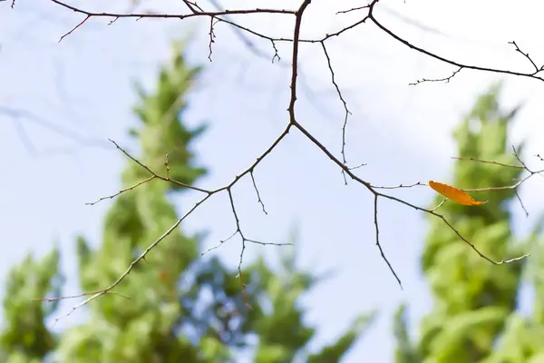 Branche d'arbre avec pin et fond bleu ciel en automne . — Photo